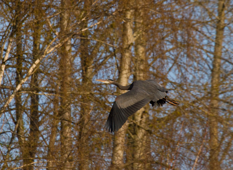 Great Blue Heron In Flight